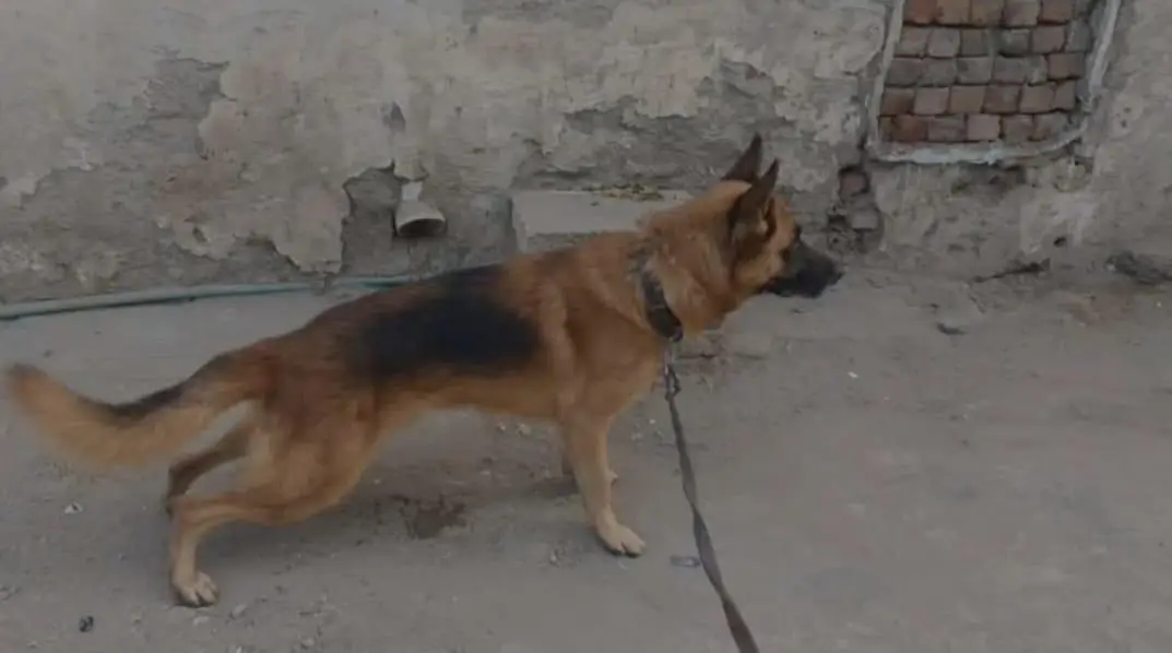 German Shepard male dog — photo 2