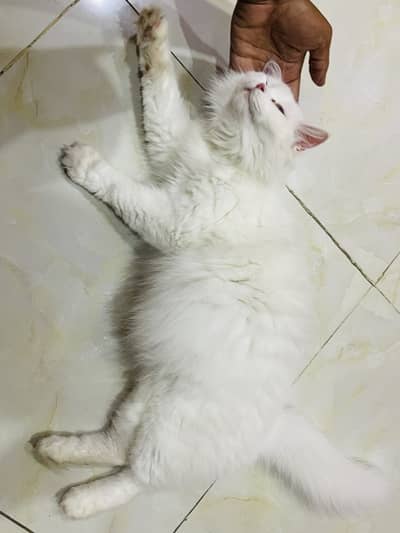 Persian Cat white female