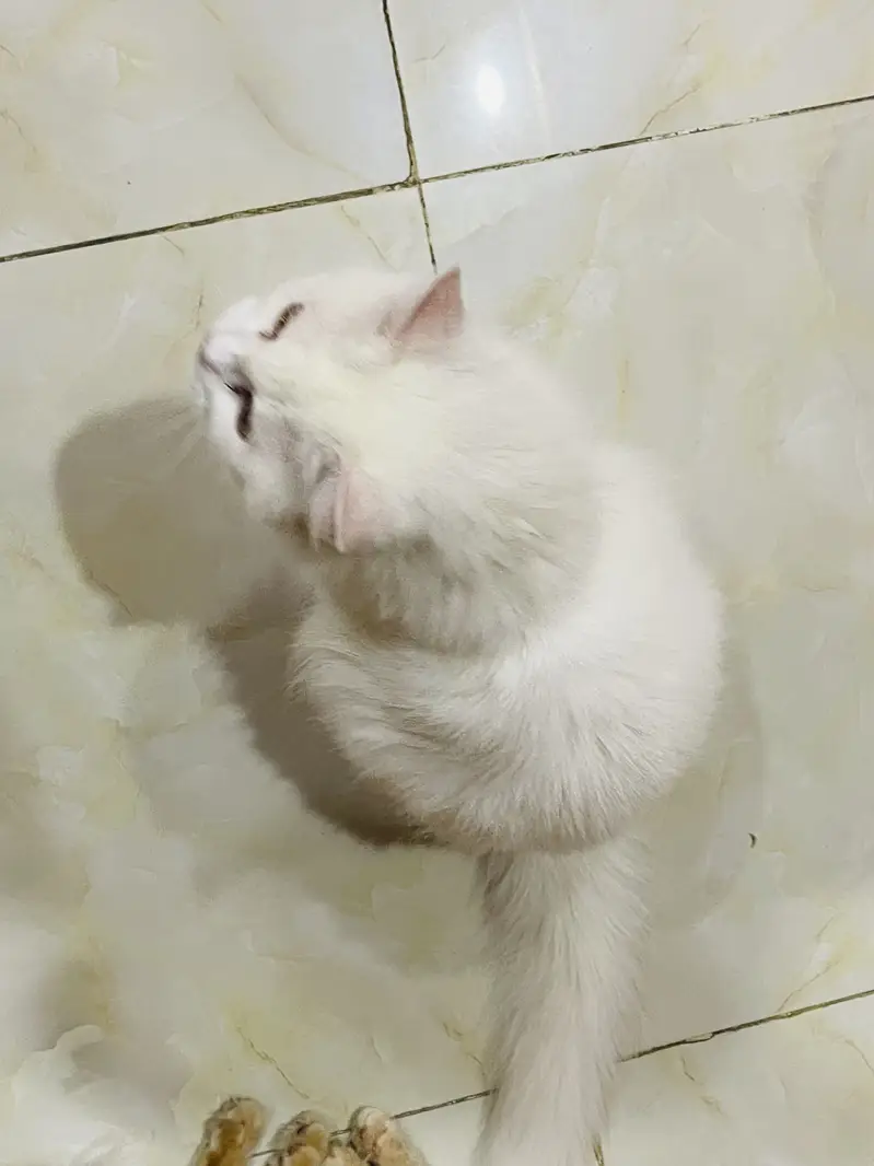 Persian Cat white female — photo 2
