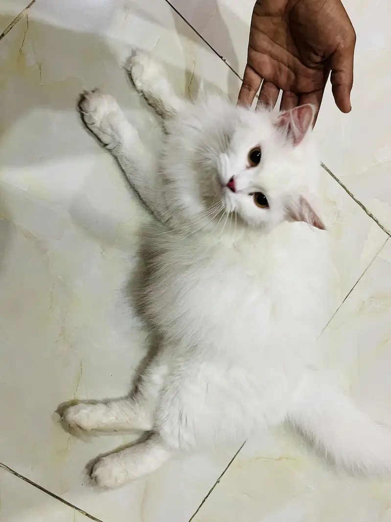 Persian Cat white female — photo 3