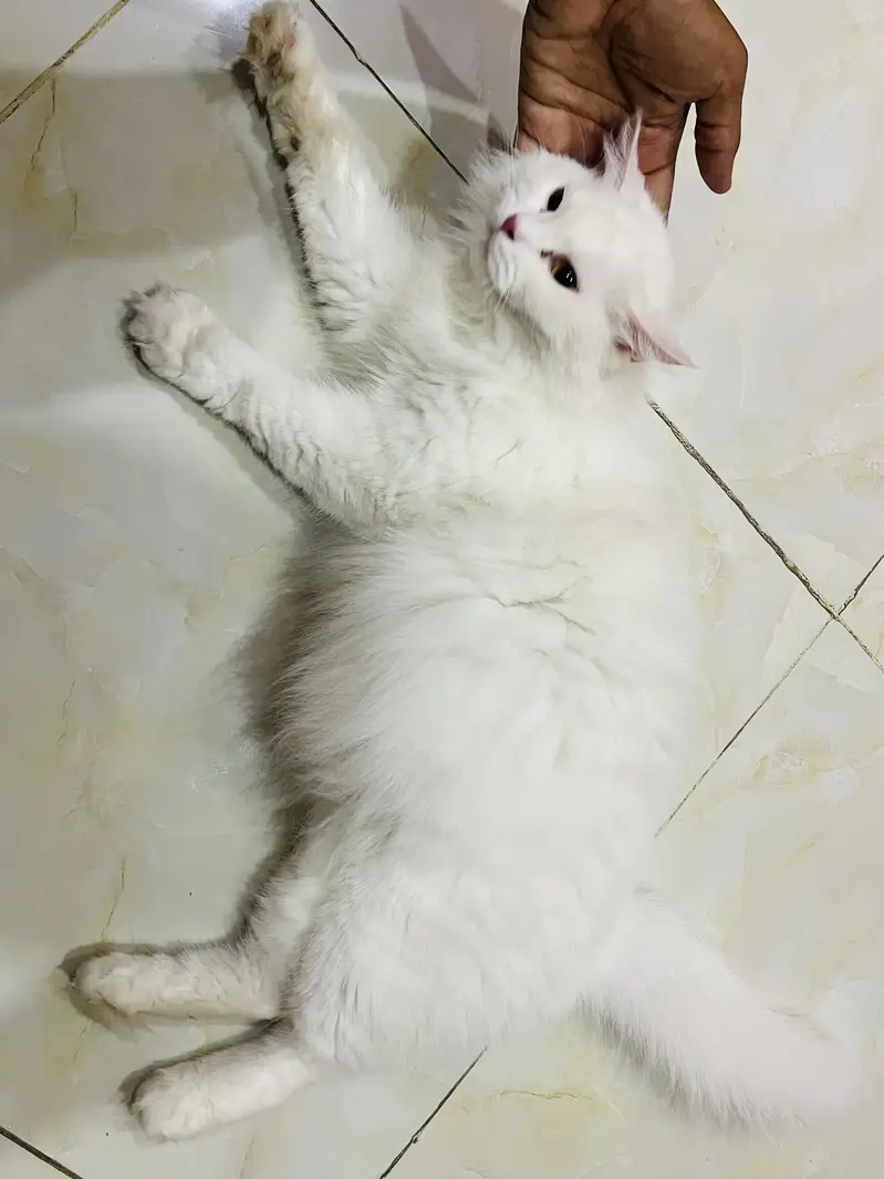 Persian Cat white female — photo 4