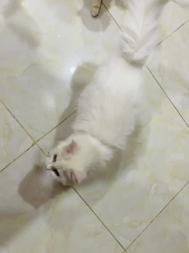Persian Cat white female — photo 5
