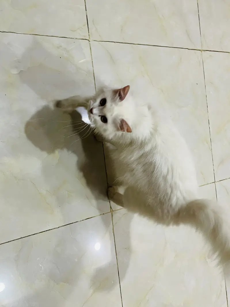 Persian Cat white female — photo 6