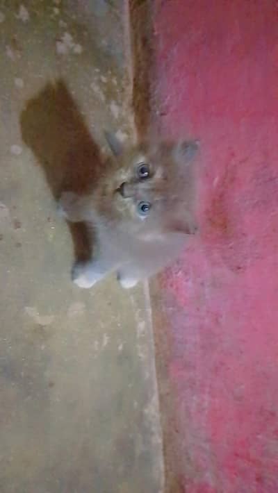 so beautiful persion cat,s baby