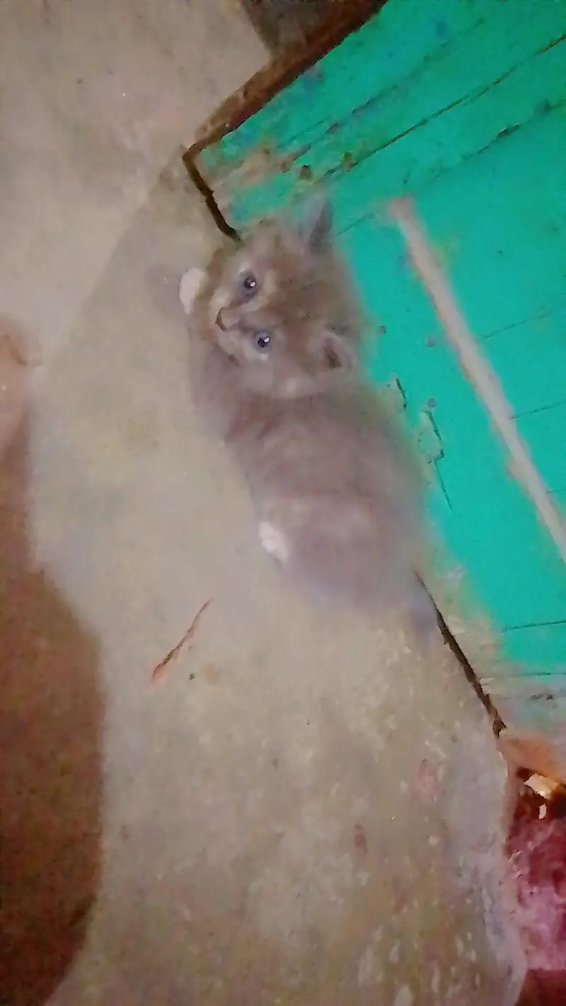 so beautiful persion cat,s baby — photo 3