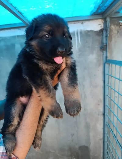 German Shepherd Puppy Long Coat