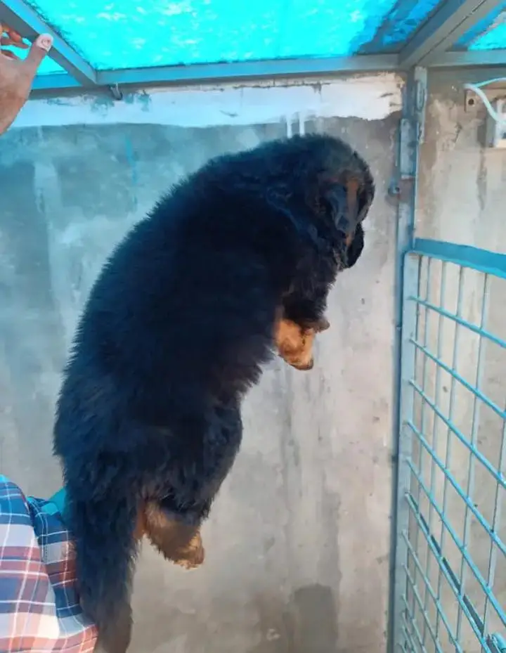 German Shepherd Puppy Long Coat — photo 2