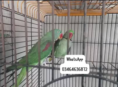 Kashmiri raw parrot and time talking delivery all Pakistan