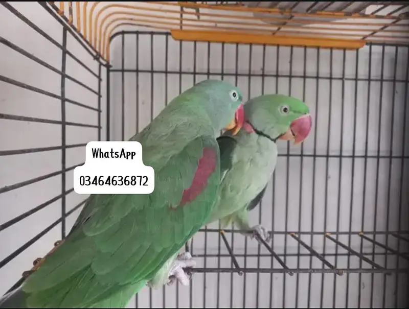 Kashmiri raw parrot and time talking delivery all Pakistan — photo 2