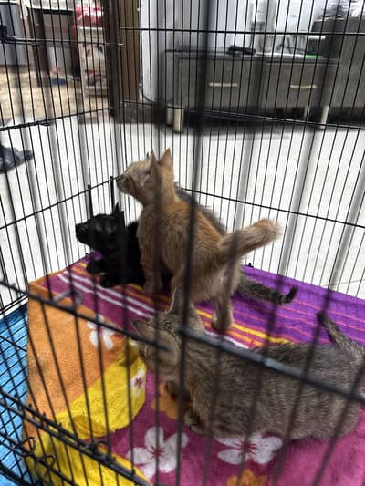 4 baby kittens for sale