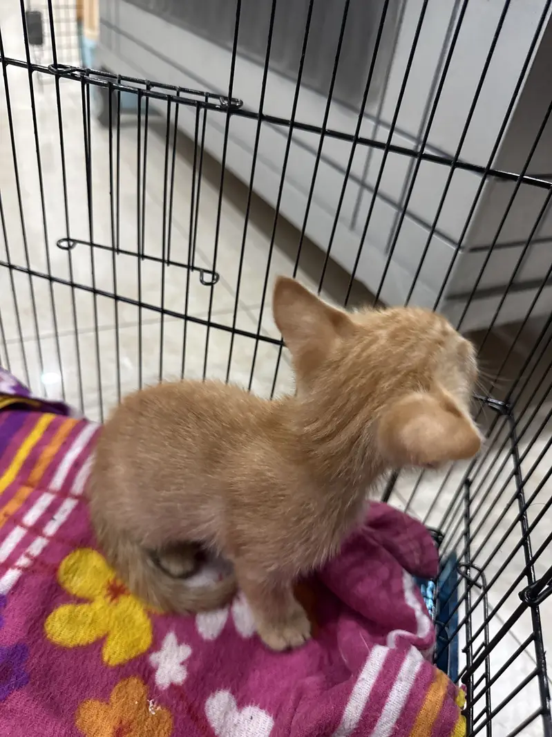 4 baby kittens for sale — photo 2