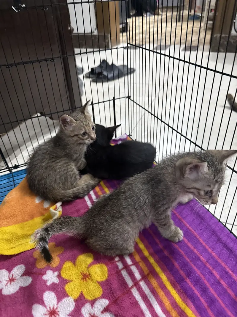 4 baby kittens for sale — photo 3