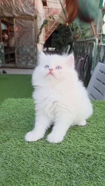 Persian cat for sale 2 month age available