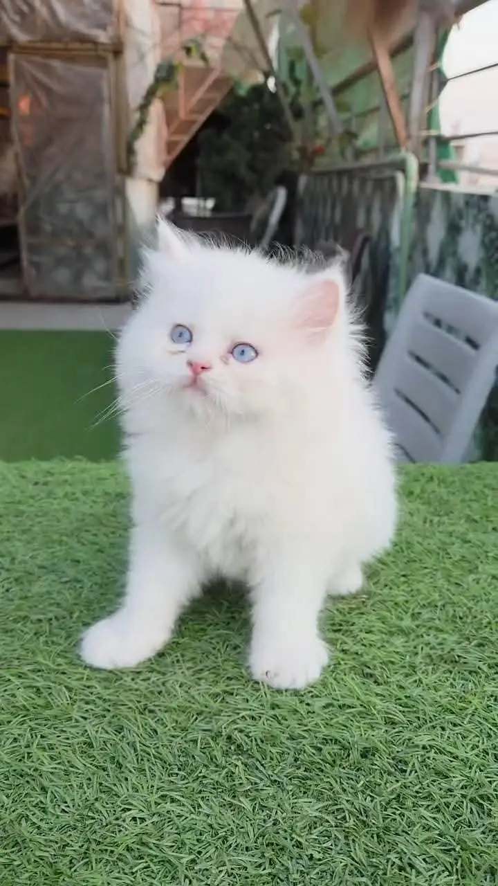 Persian cat for sale 2 month age available — photo 2
