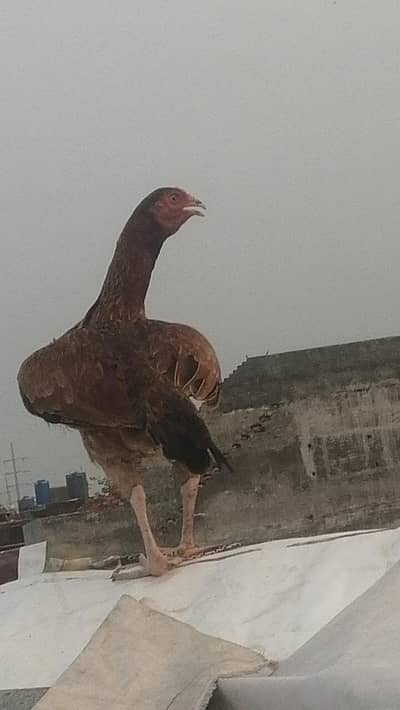 Aseel hens madi Kurk wli madi black madi yellow madi mainwli female