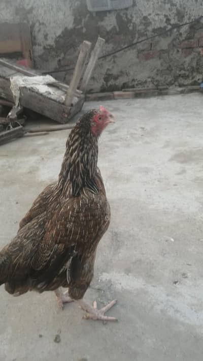 Aseel hens madi Kurk wli madi black madi for sale mainwli female