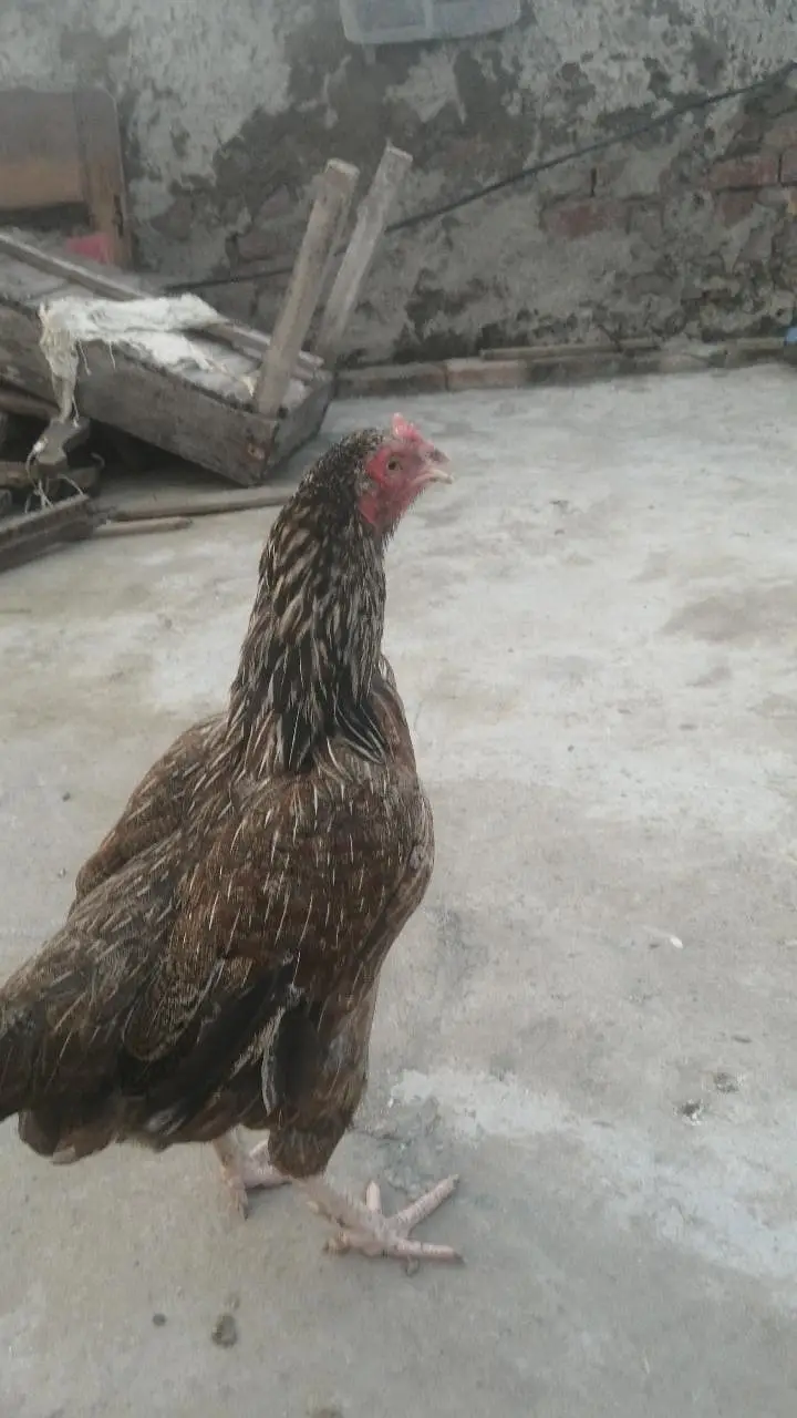 Aseel hens madi Kurk wli madi black madi yellow madi mainwli female — photo 2