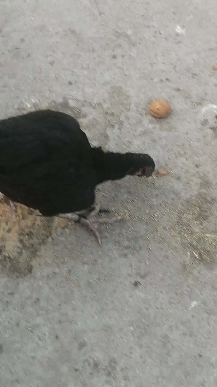 Aseel hens madi Kurk wli madi black madi yellow madi mainwli female — photo 3