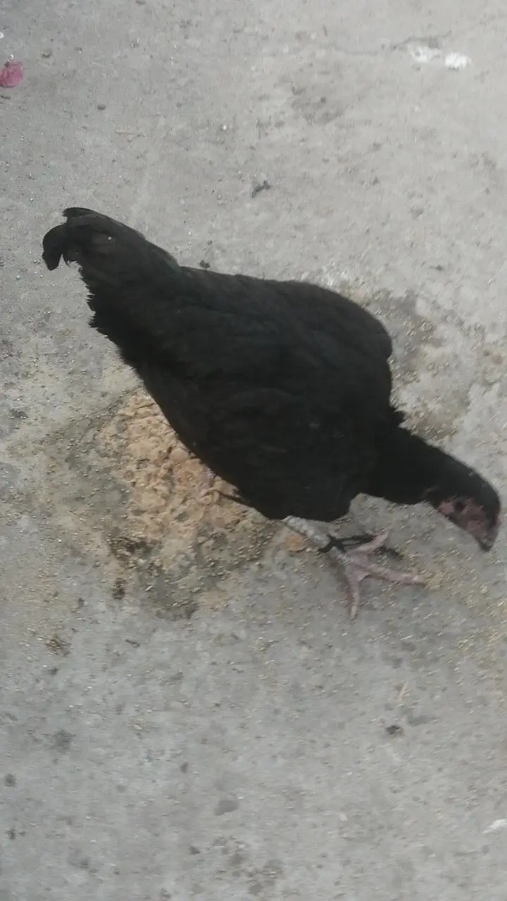 Aseel hens madi Kurk wli madi black madi yellow madi mainwli female — photo 4