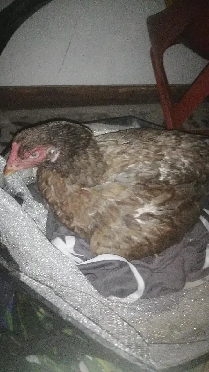 Aseel hens madi Kurk wli madi black madi yellow madi mainwli female — photo 5