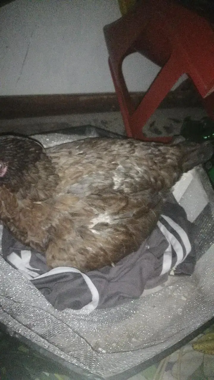 Aseel hens madi Kurk wli madi black madi yellow madi mainwli female — photo 6