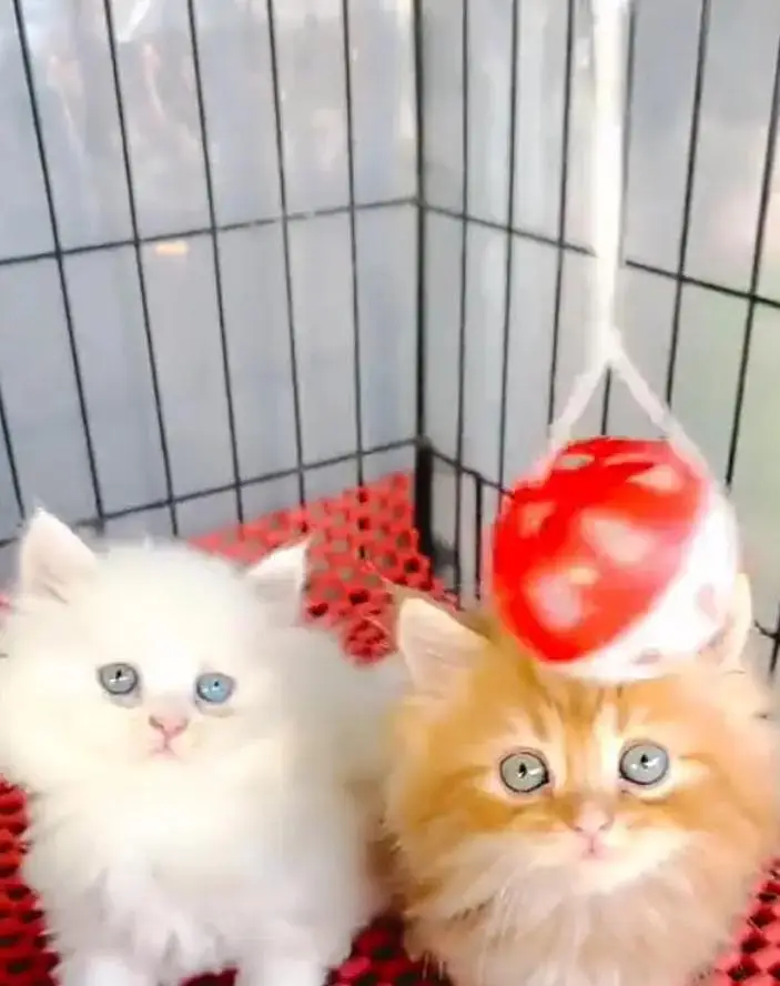 Persian female kitten for sale 03429704//074 — photo 2