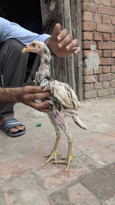 Aseel chicks for sale