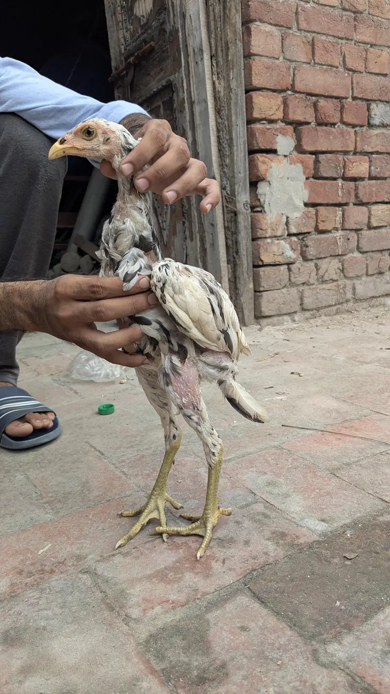 Aseel chicks for sale — photo 2