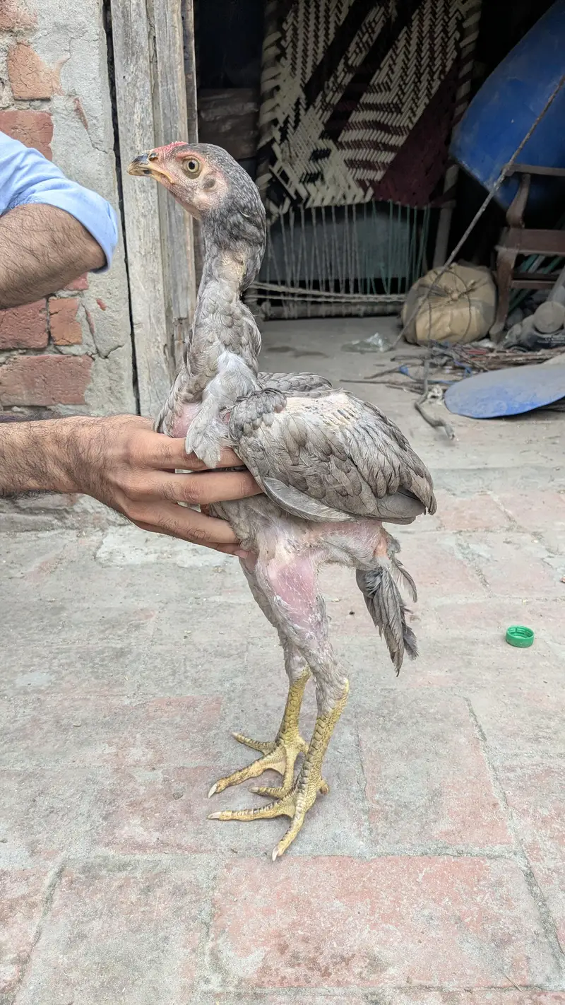 Aseel chicks for sale — photo 3