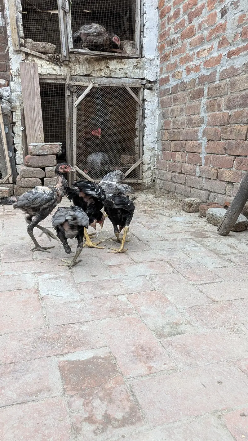 Aseel chicks for sale — photo 4