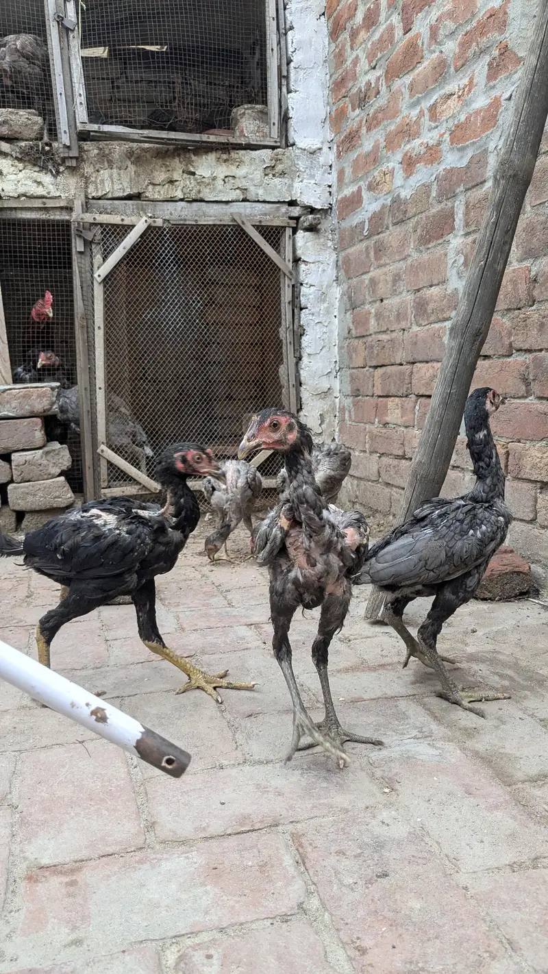 Aseel chicks for sale — photo 5