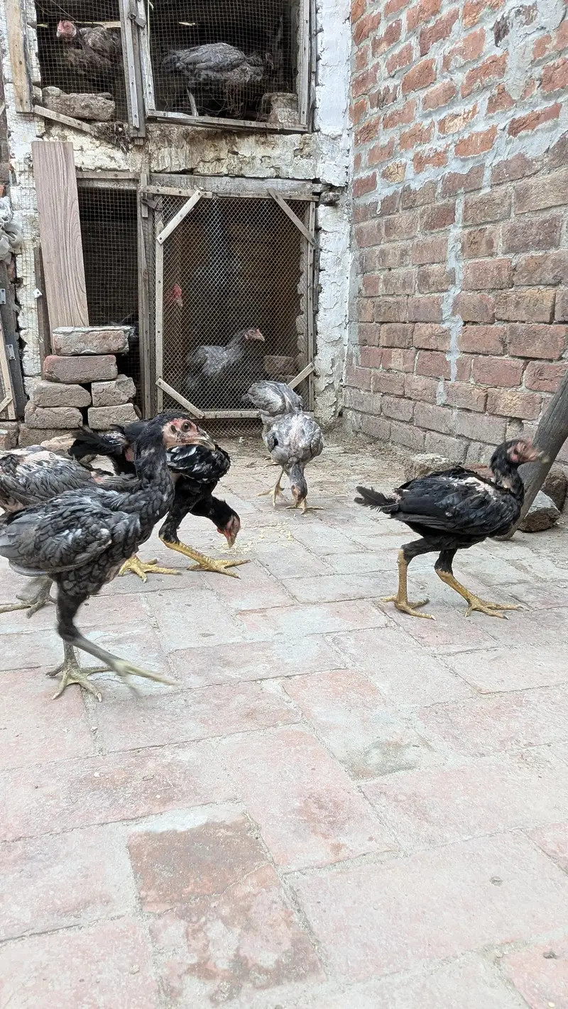 Aseel chicks for sale — photo 6