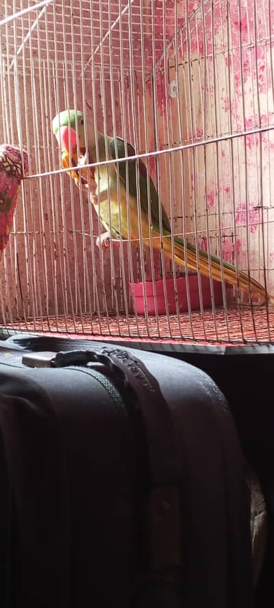 RAW PARROT