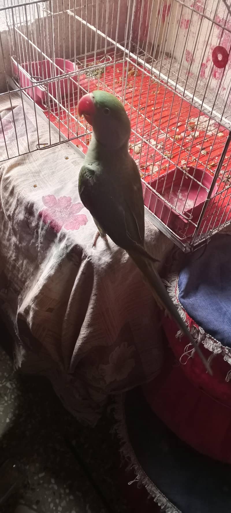 RAW PARROT 1