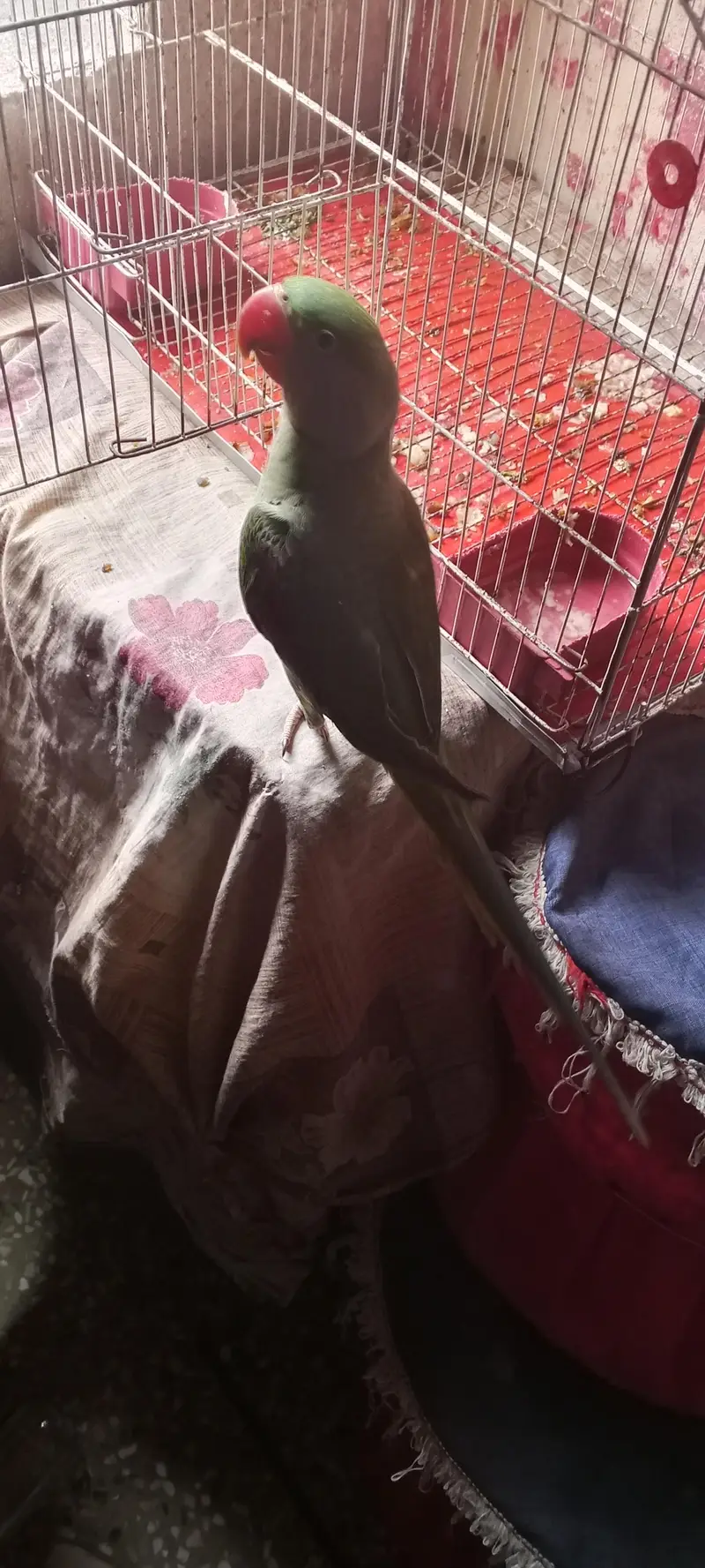 RAW PARROT — photo 2