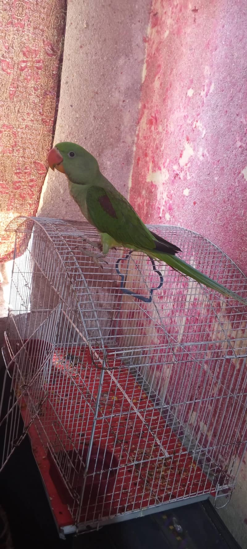 RAW PARROT 2