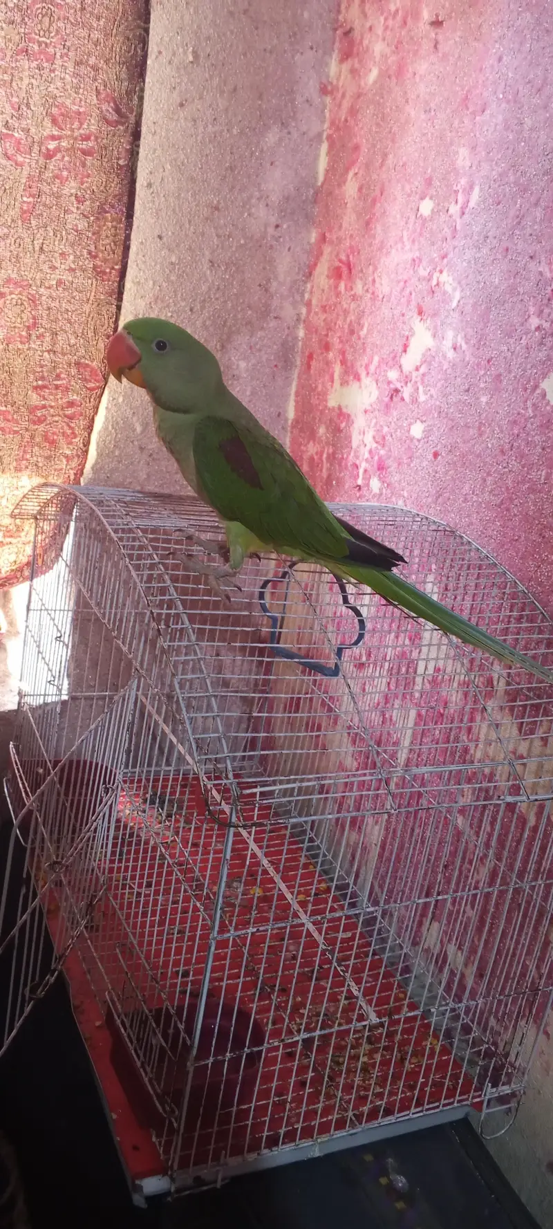 RAW PARROT — photo 3