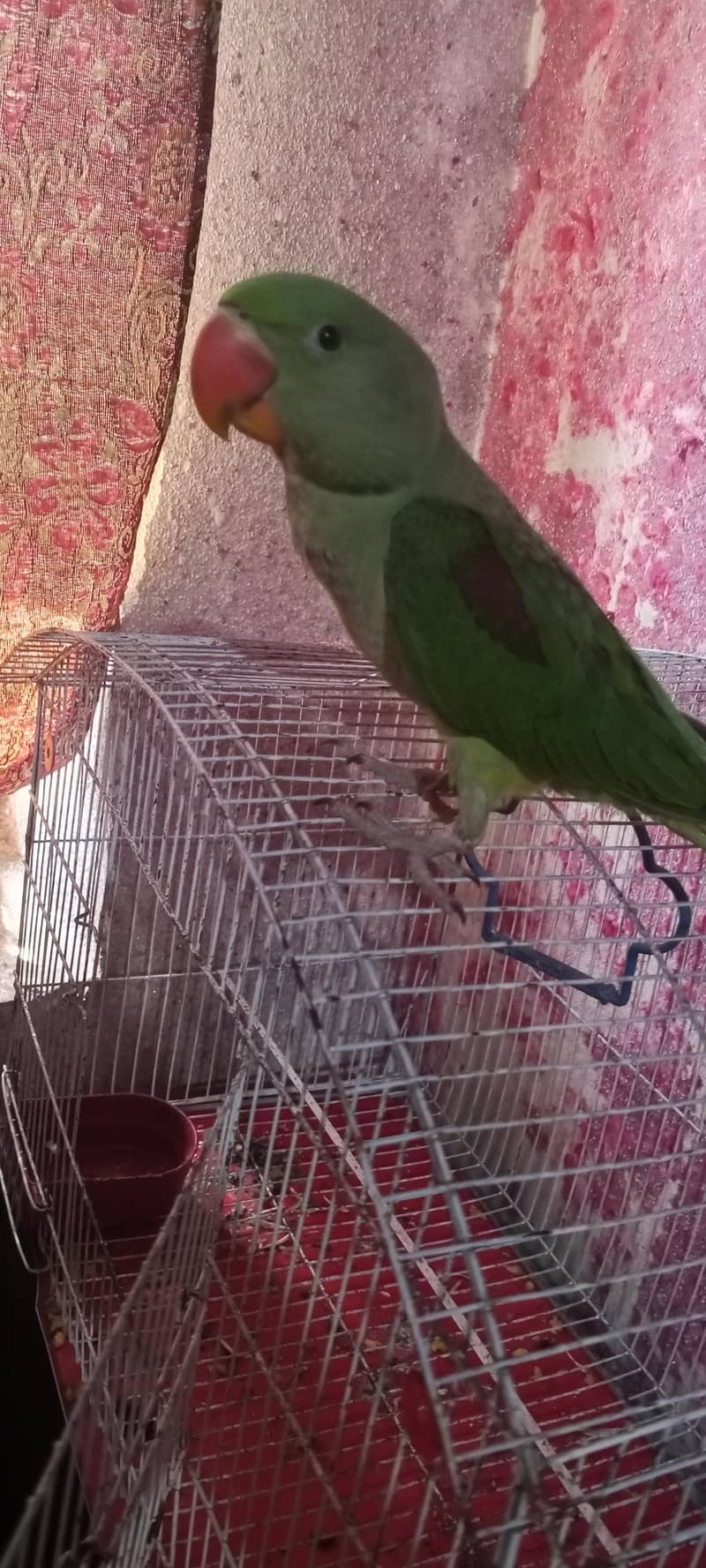 RAW PARROT 3