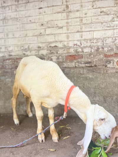 sheep