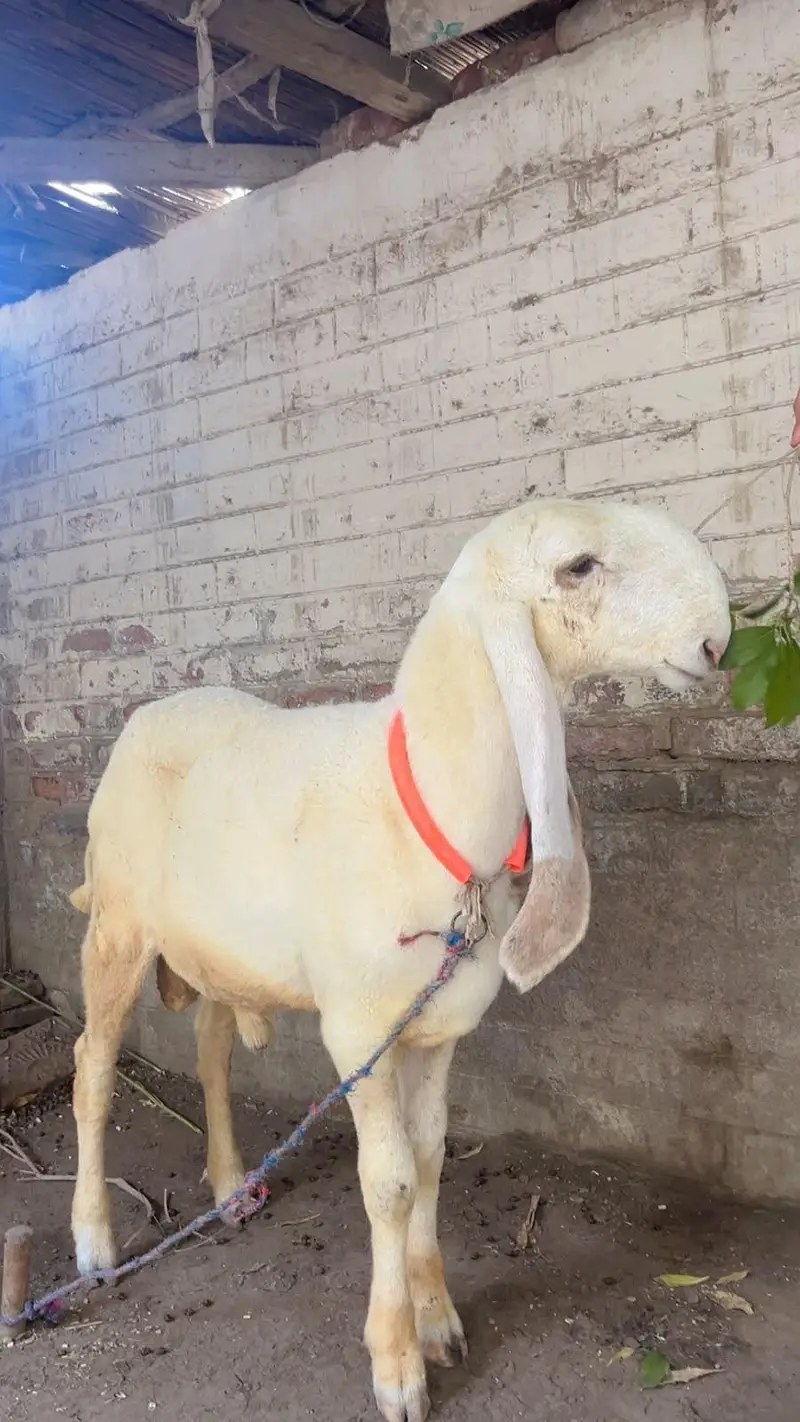 sheep — photo 2