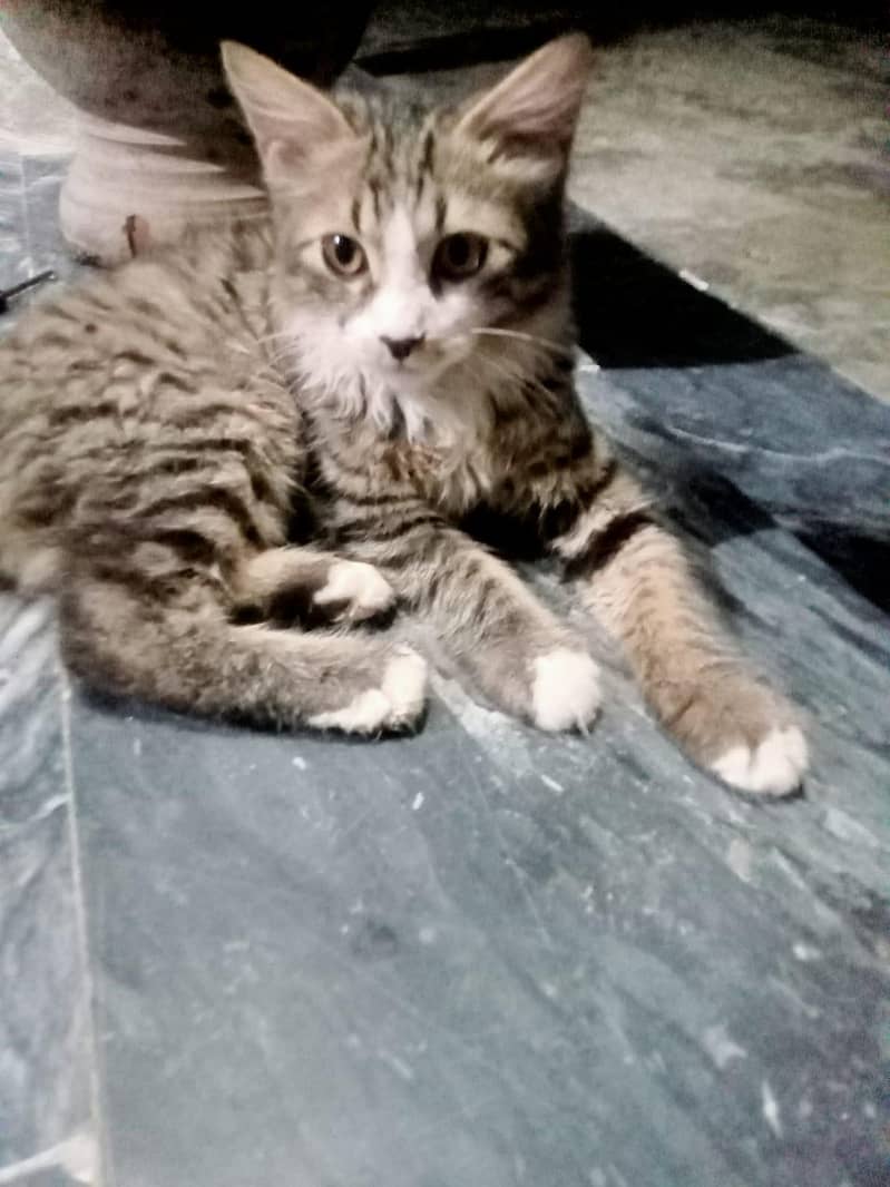 Kitten pair 0
