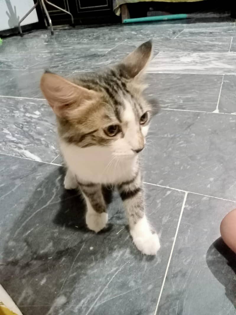 Kitten pair 1
