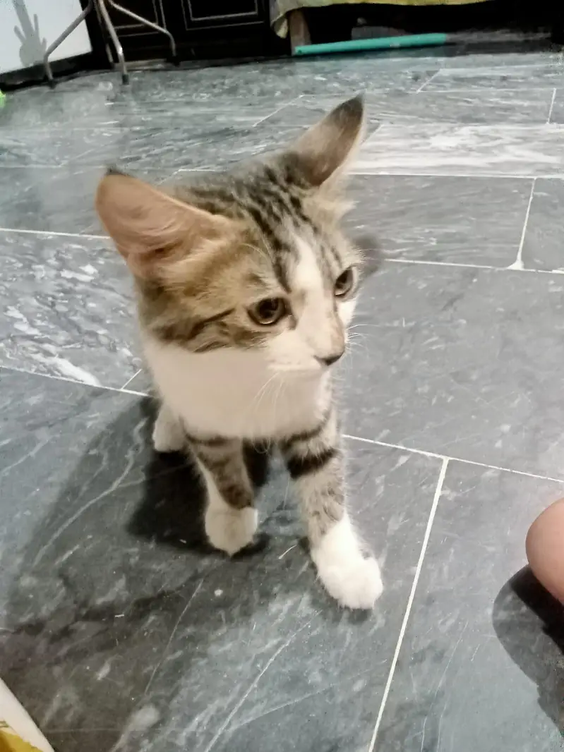 Kitten pair — photo 2