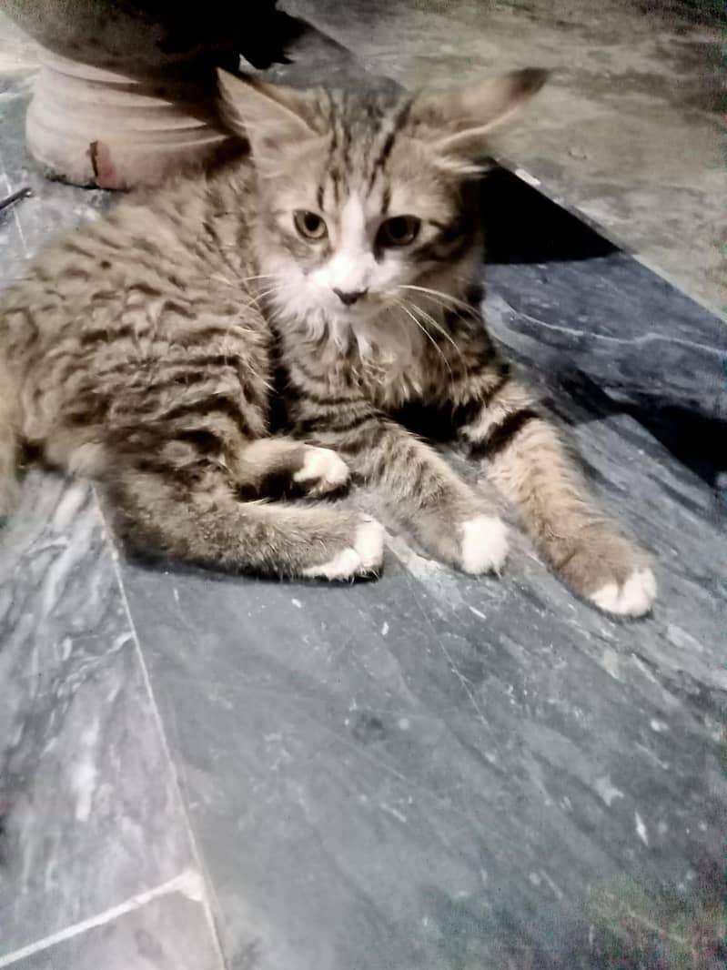 Kitten pair 2