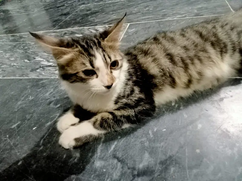 Kitten pair — photo 7