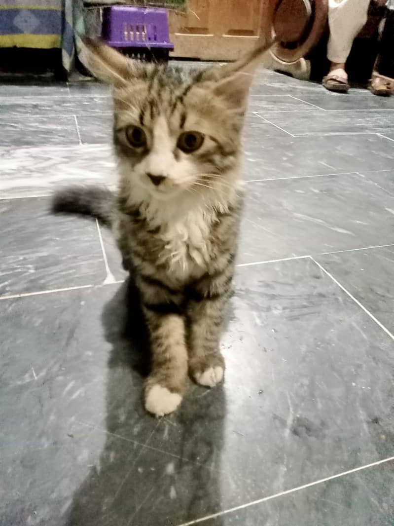 Kitten pair 7