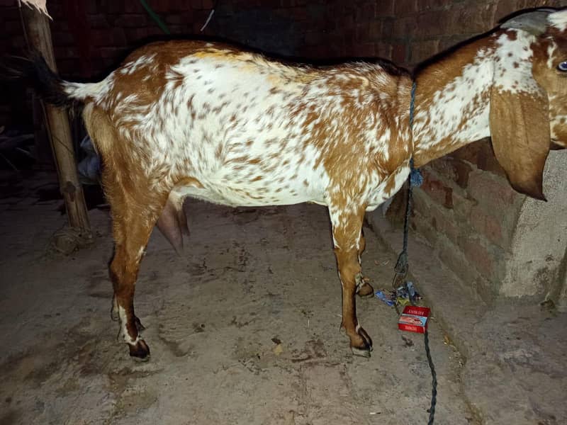اچھی نسل کی دودھ دینے والی بکری 1