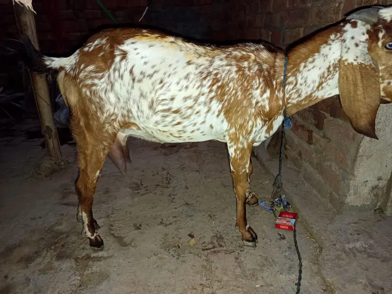اچھی نسل کی دودھ دینے والی بکری — photo 2