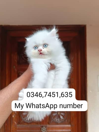 Persian kittens for sale