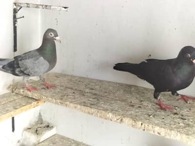 Recar top Qulty bredr pair available